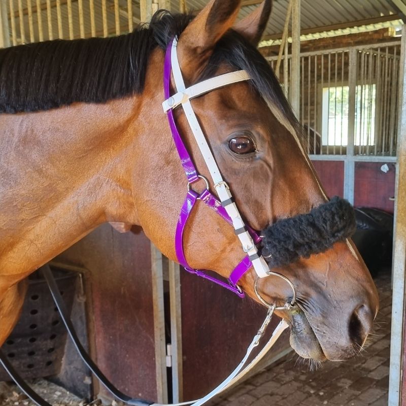 Bridle Endurance Easy Clip